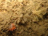 tiny nudi.jpg